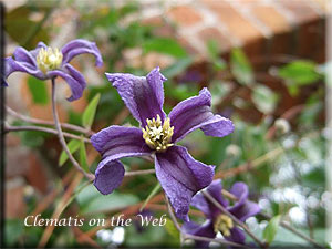 Clematis photograph