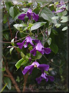 Clematis photograph