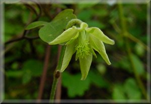 Clematis photograph