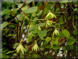 Clematis photograph