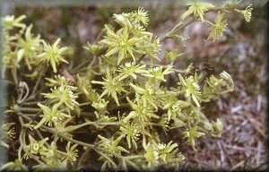 Clematis photograph