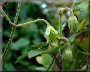 Clematis photograph