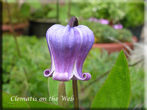 Clematis photograph