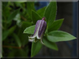 Clematis photograph