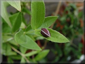 Clematis photograph