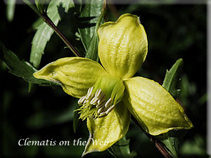 Clematis photograph