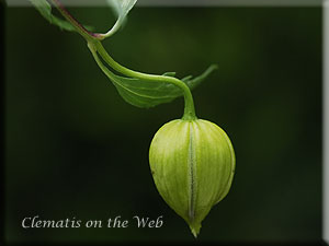 Clematis photograph