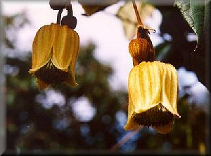 Clematis photograph