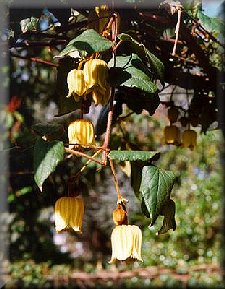 Clematis photograph