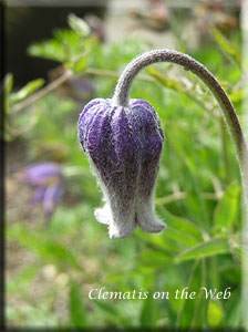 Clematis photograph