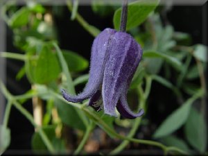 Clematis photograph