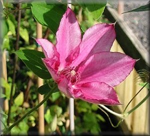 Clematis photograph