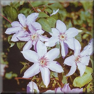 Clematis photograph