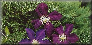 Clematis photograph