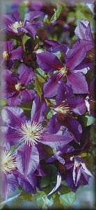 Clematis photograph