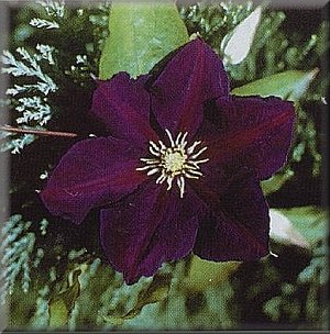 Clematis photograph