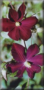 Clematis photograph