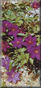 Clematis photograph