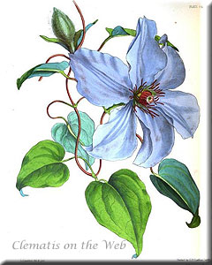 Clematis photograph