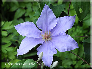 Clematis photograph