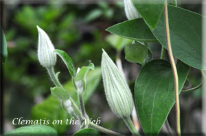 Clematis photograph