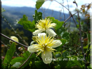 Clematis photograph