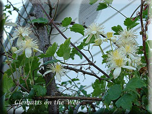 Clematis photograph