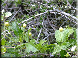 Clematis photograph