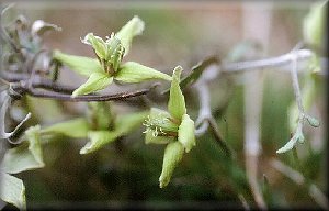 Clematis photograph