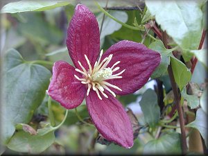 Clematis photograph