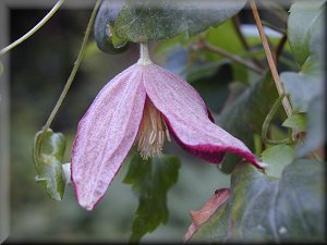 Clematis photograph