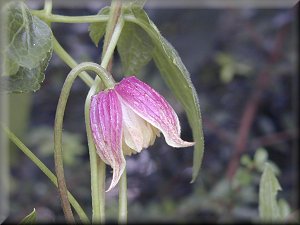 Clematis photograph