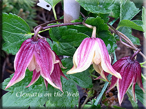 Clematis photograph