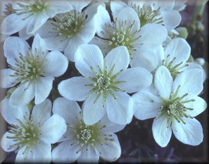 Clematis photograph