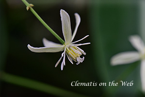 Clematis photograph