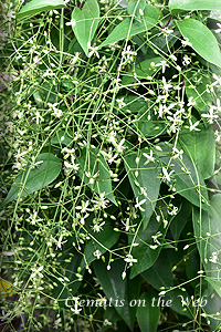 Clematis photograph