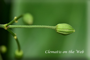 Clematis photograph