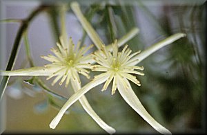 Clematis photograph