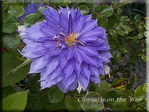 Clematis photograph