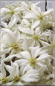 Clematis photograph