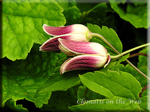 Clematis photograph