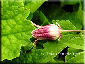 Clematis photograph