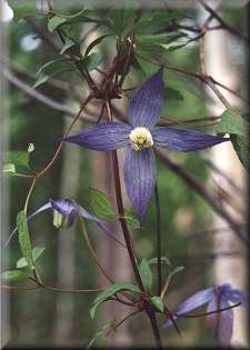 Clematis photograph