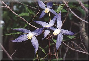 Clematis photograph