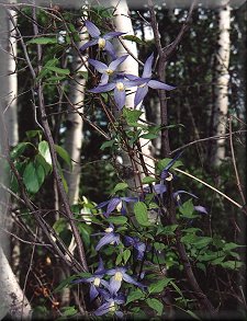 Clematis photograph