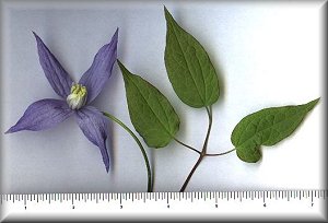 Clematis photograph