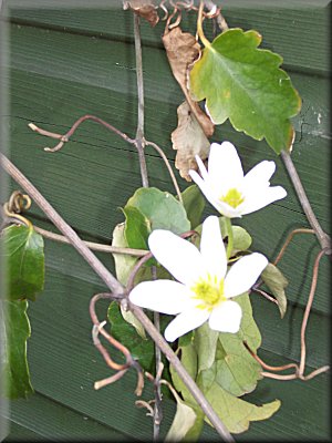 Clematis photograph