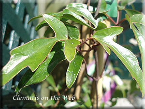 Clematis photograph