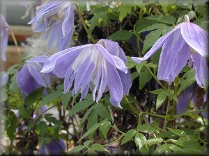 Clematis photograph