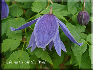 Clematis photograph